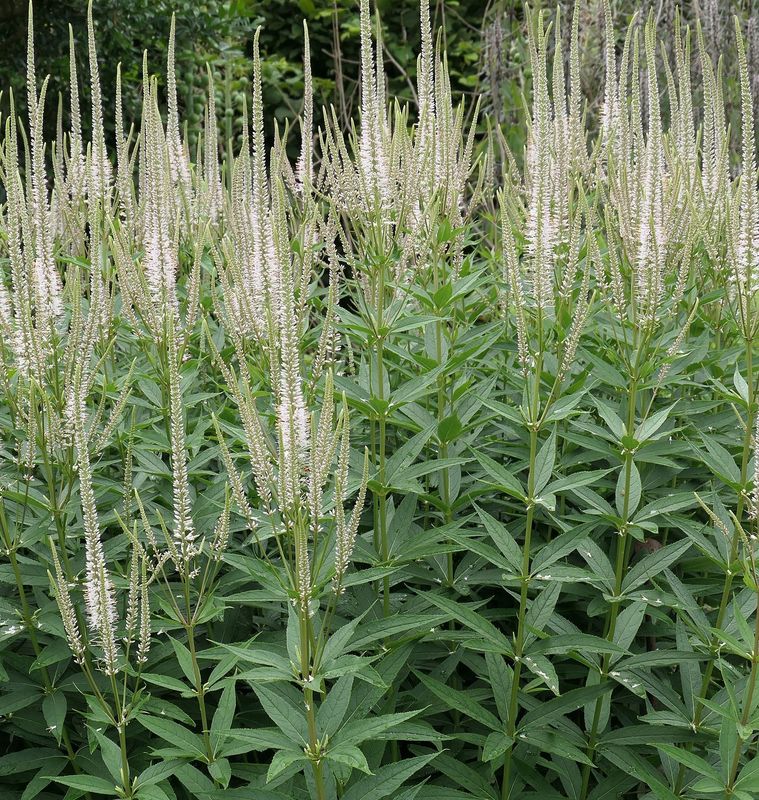 Veronicastrum virginicum 'alba'