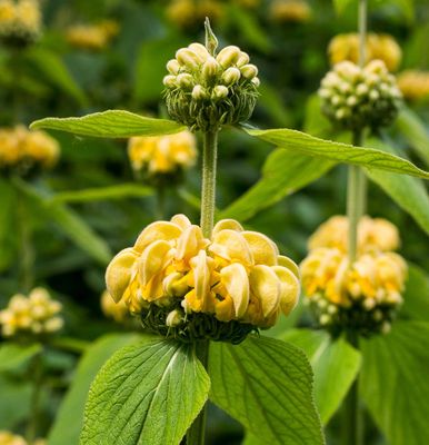 Phlomis russeliana