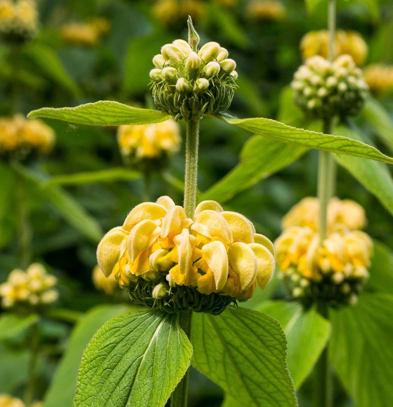 Phlomis russeliana