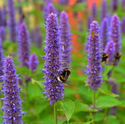 Agastache rugosa 'Liquorice Blue'