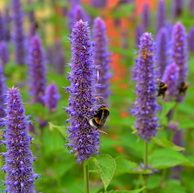 Agastache rugosa 'Liquorice Blue'