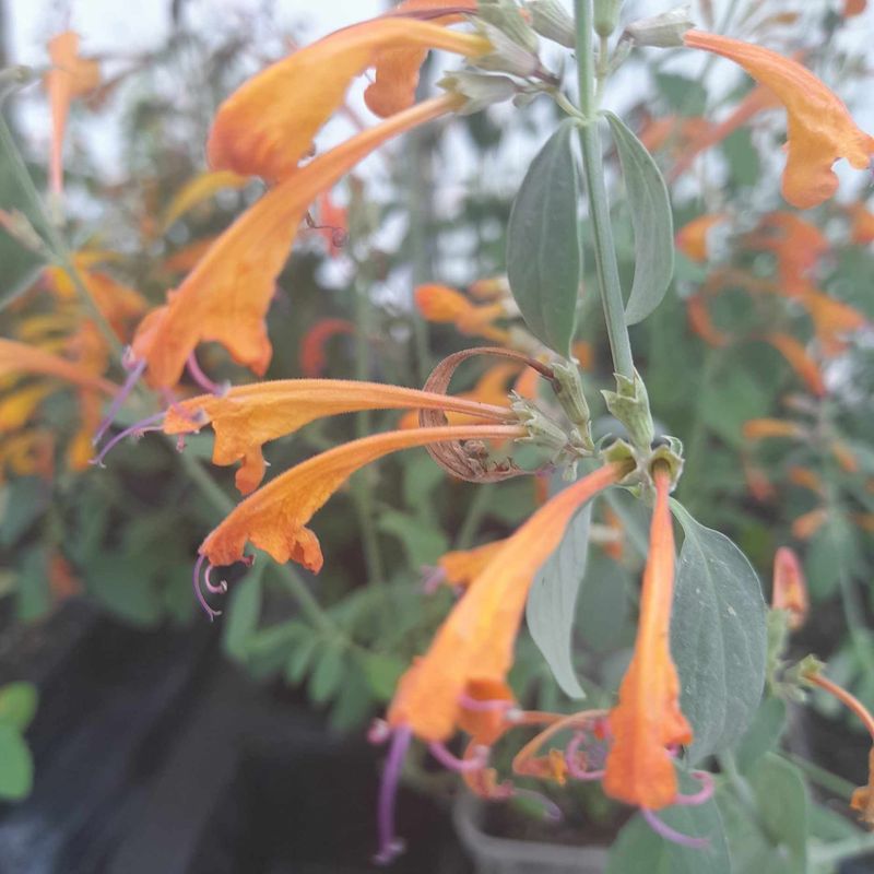 Agastache aurantiaca 'Apricot Sprite'