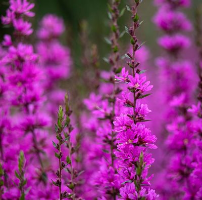 Lythrum virgatum 'Dropmore Purple'