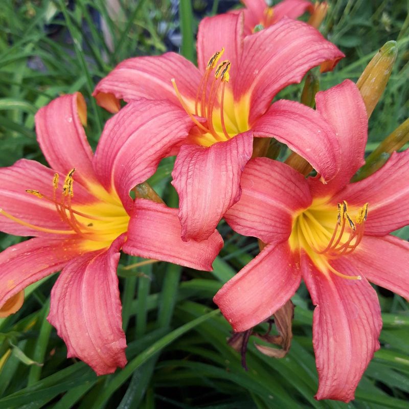 Hemerocallis 'Pink Damask'
