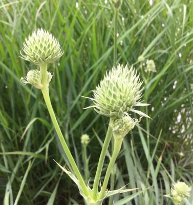 Eryngium yuccifolium