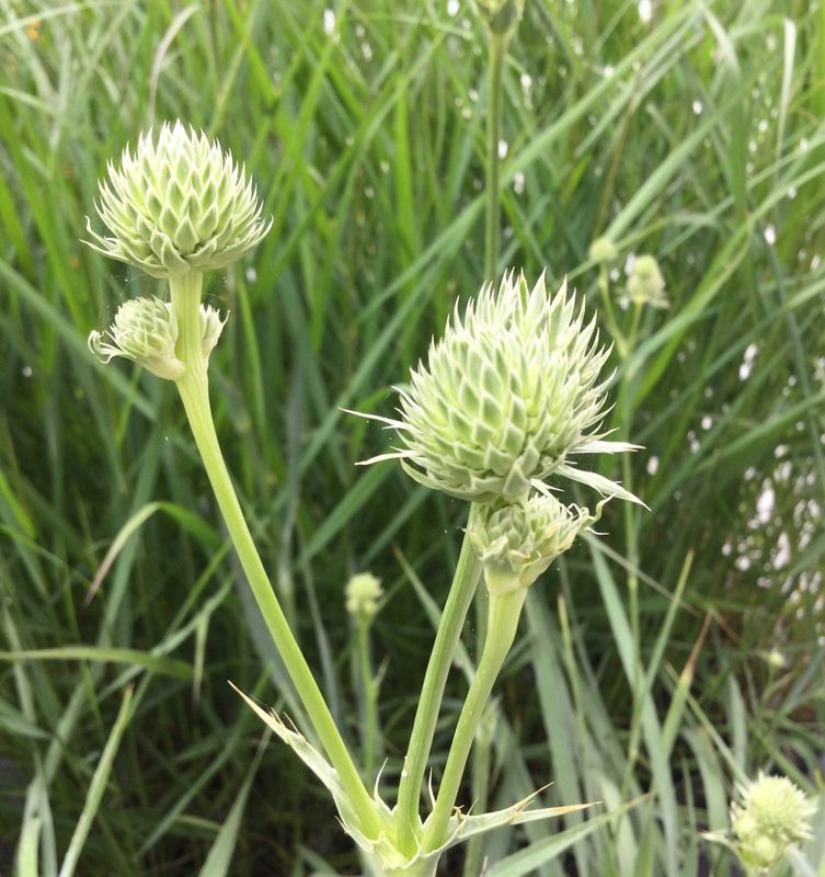 Eryngium yuccifolium