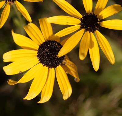 Rudbeckia missouriensis