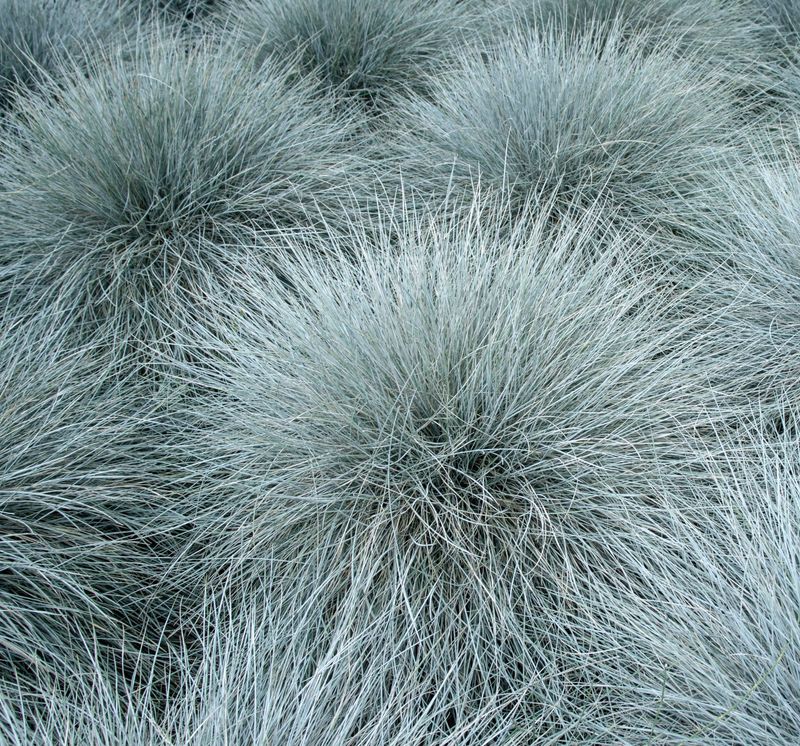 Festuca Glauca 'Azurit'