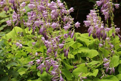 Hosta 'August Moon'