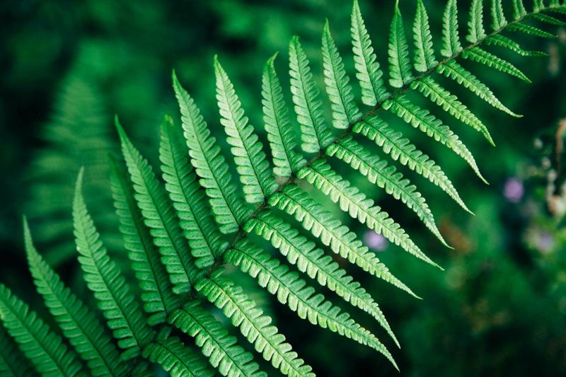 Woodwardia fimbriata