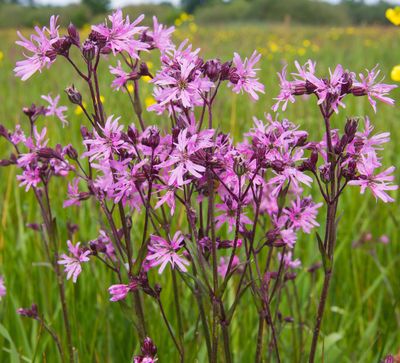 Lychnis Flos-cuculi