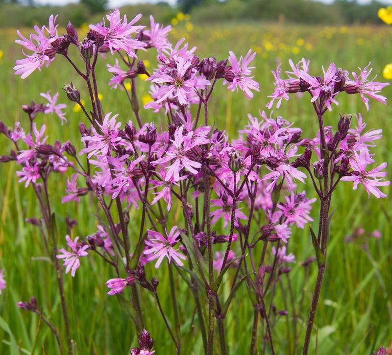 Lychnis Flos-cuculi