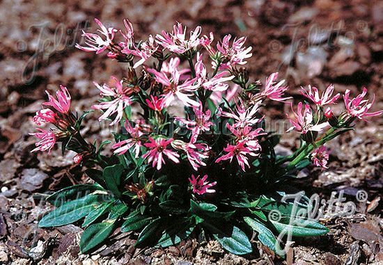Lychnis Flos-cuculi 'Nana'