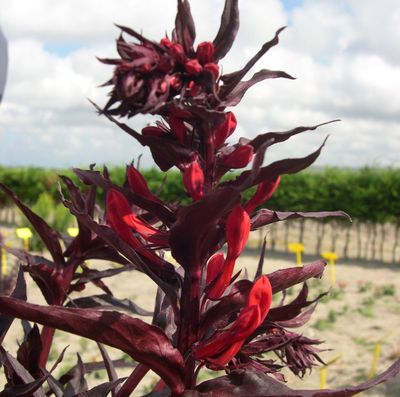 Lobelia cardinalis 'Queen Victoria'