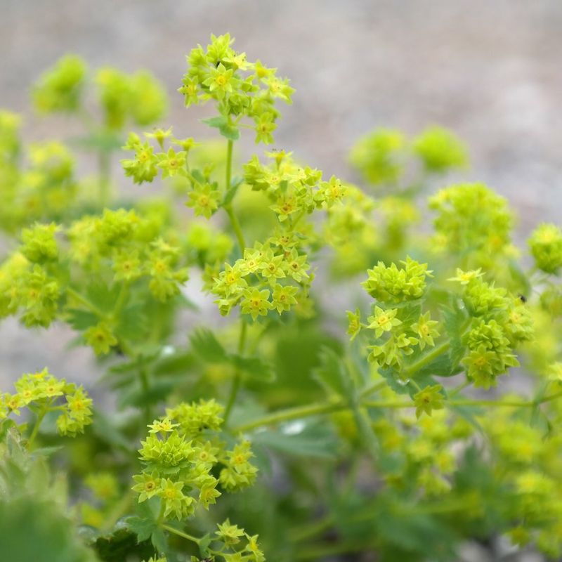 Alchemilla mollis