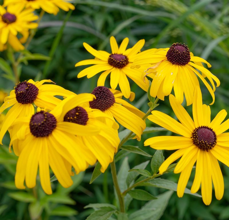 Rudbeckia subtomentosa
