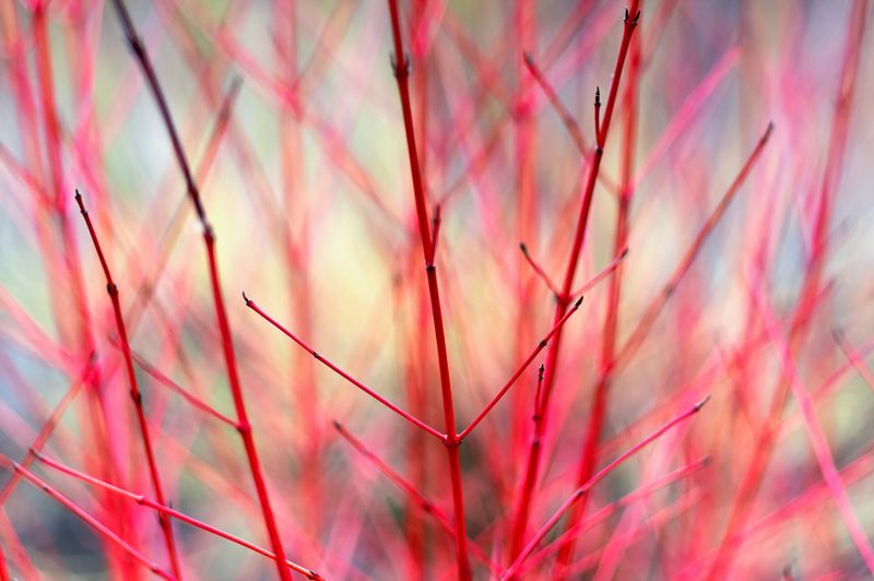 Cornus alba 'Sibirica'