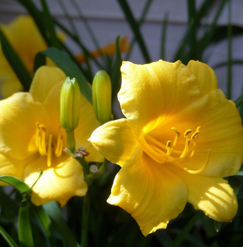 Hemerocallis 'Stella de Oro'