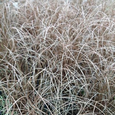 Carex ' Bronze Curls'
