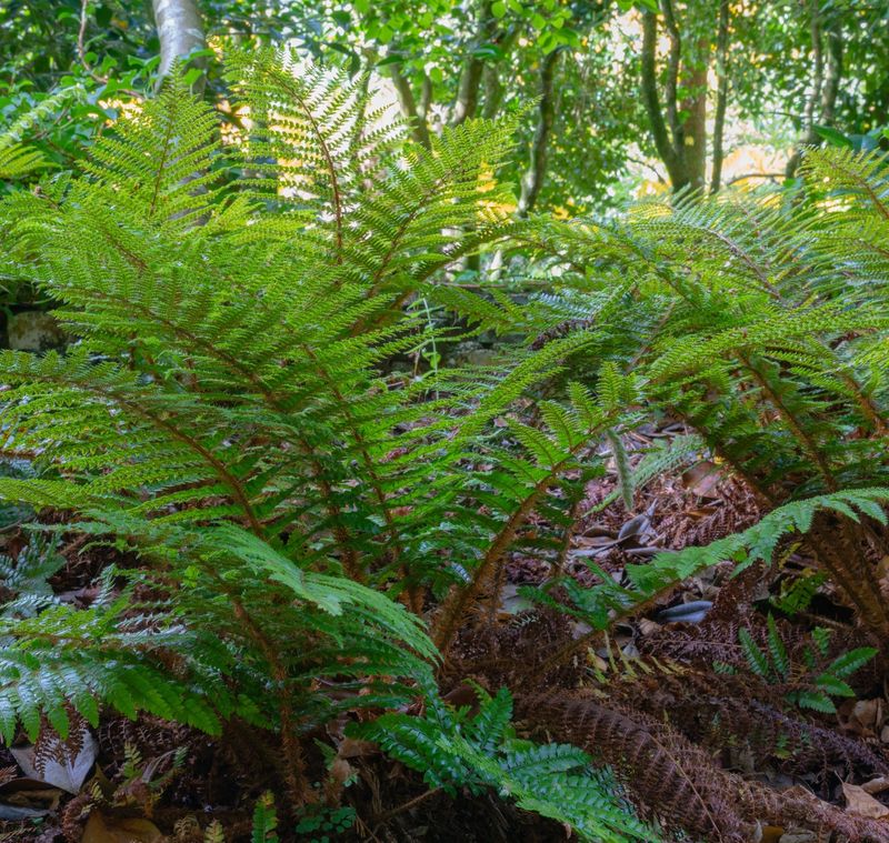 Polystichum polyblepharum