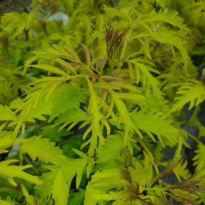 Sambucus Racemosa 'Sutherland Gold'