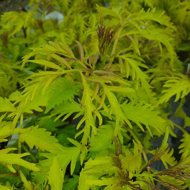 Sambucus Racemosa 'Sutherland Gold'