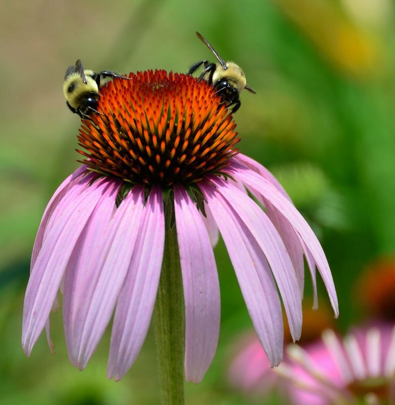 Echinacea pallida