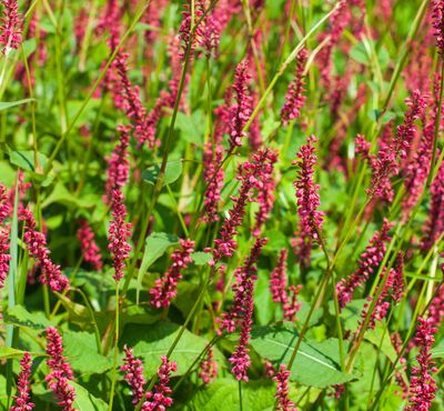 Persicaria amplexicaulis atrosanguinea