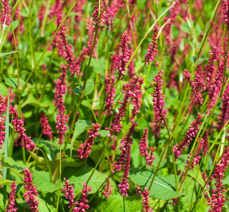 Persicaria amplexicaulis atrosanguinea