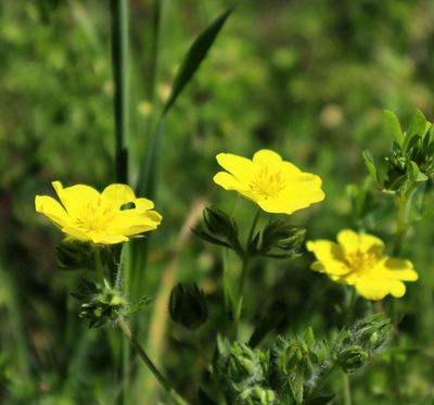 Potentilla recta