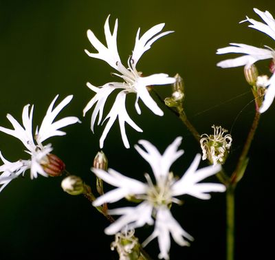 Lychnis Flos-cuculi 'White Robin'