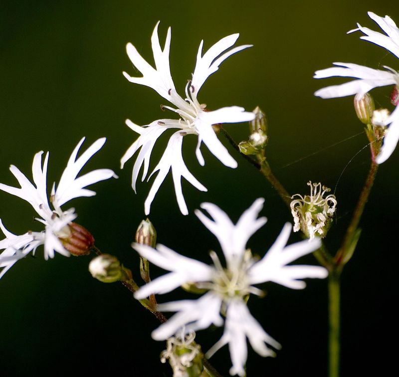 Lychnis Flos-cuculi 'White Robin'