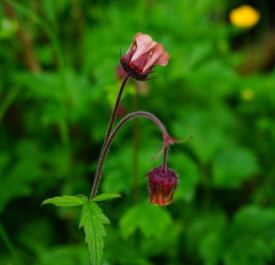 Geum rivale
