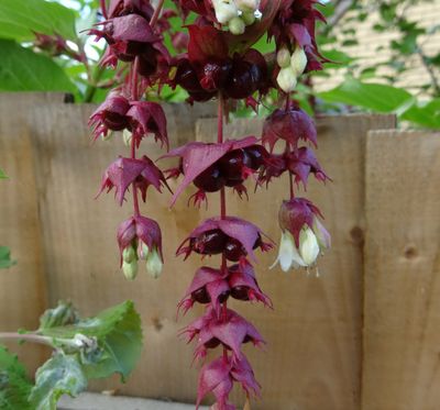 Leycesteria formosa