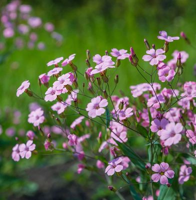 Gypsophila repens 'Filou Rose'