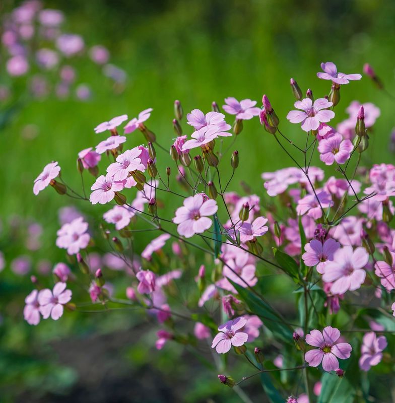Gypsophila repens 'Filou Rose'