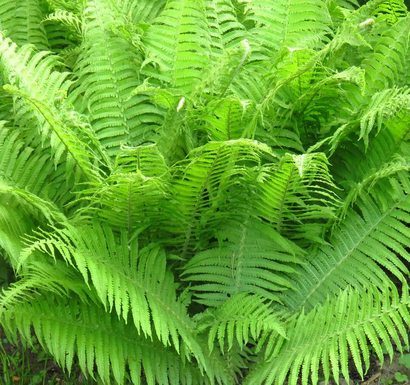 Athyrium Felix -femina