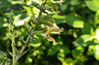 Salvia Glutinosa