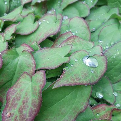 Epimedium 'rubrum'