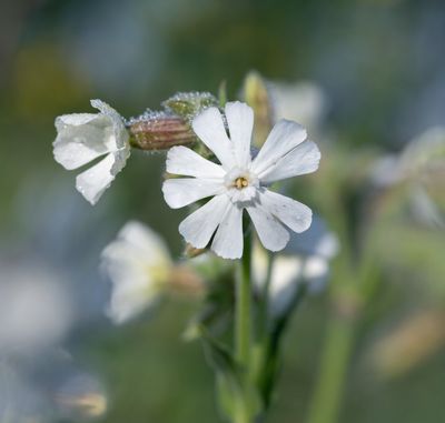 Silene alba
