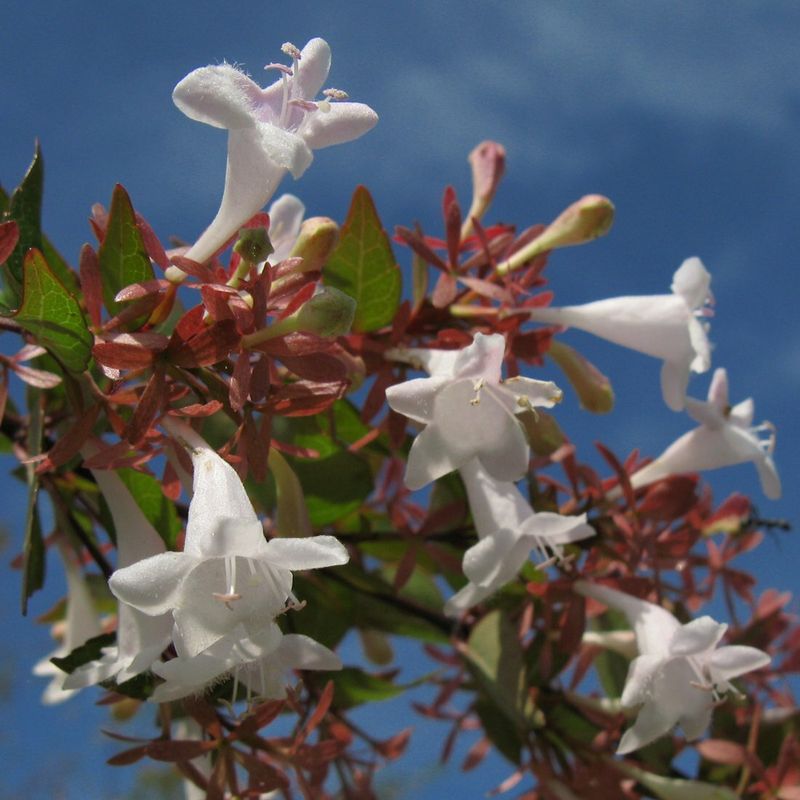 Abelia grandiflora
