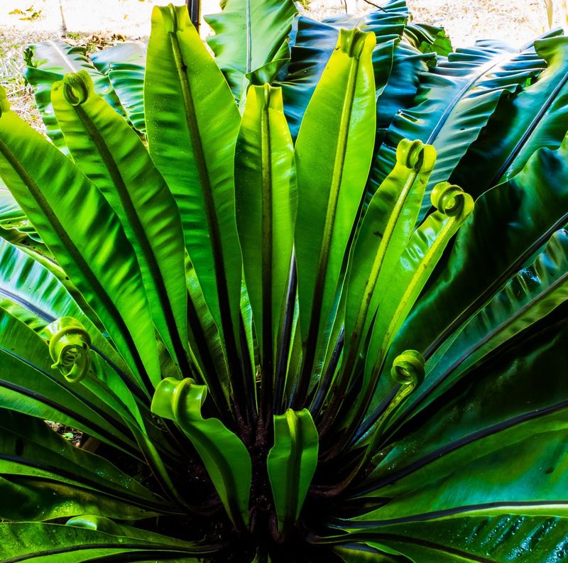 Asplenium scolopendrium