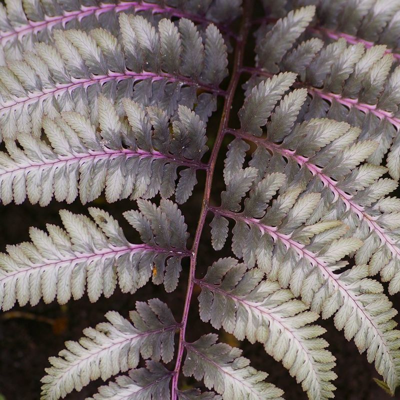 Athyrium niponicum var.  'metallicum'
