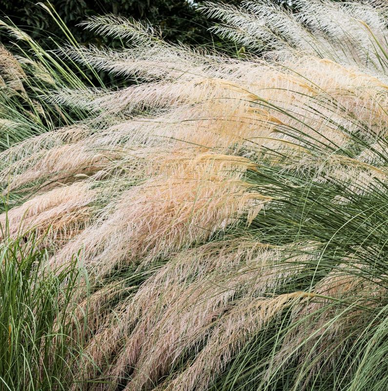 Stipa (Jarava)  ichu