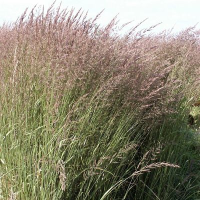 Calamagrostis x acutiflora 'Karl Foerster'