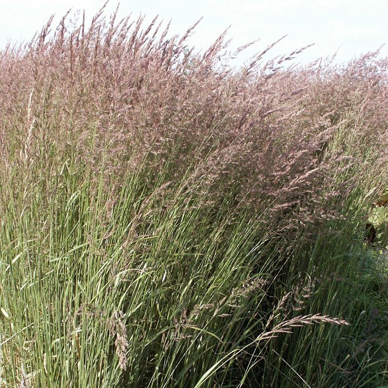 Calamagrostis x acutiflora 'Karl Foerster'