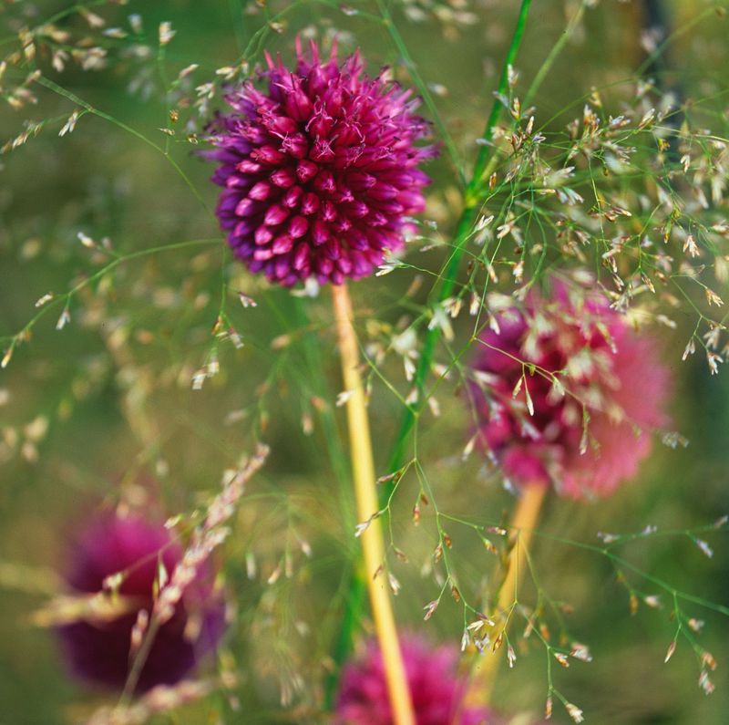 Allium 'Sphaerocephalon'