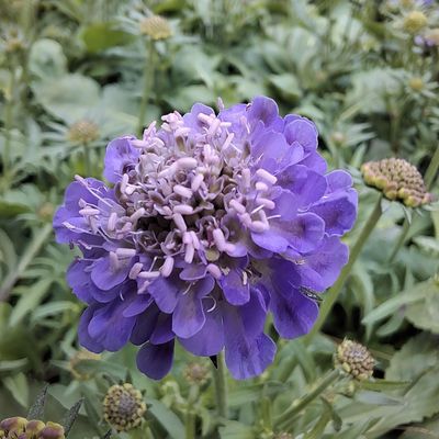 Midsummer Special Offer Plants