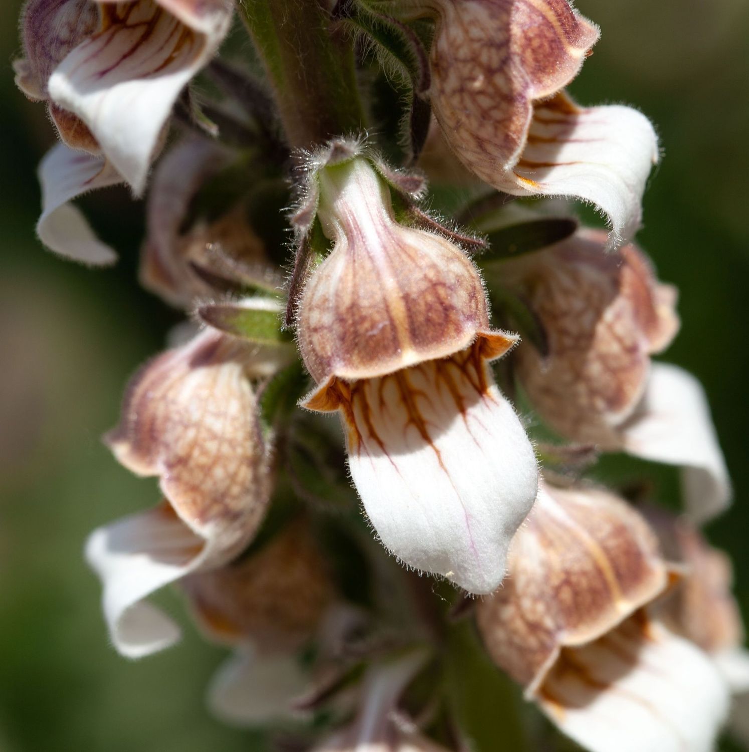 Digitalis lanata 'Cafe Creme'