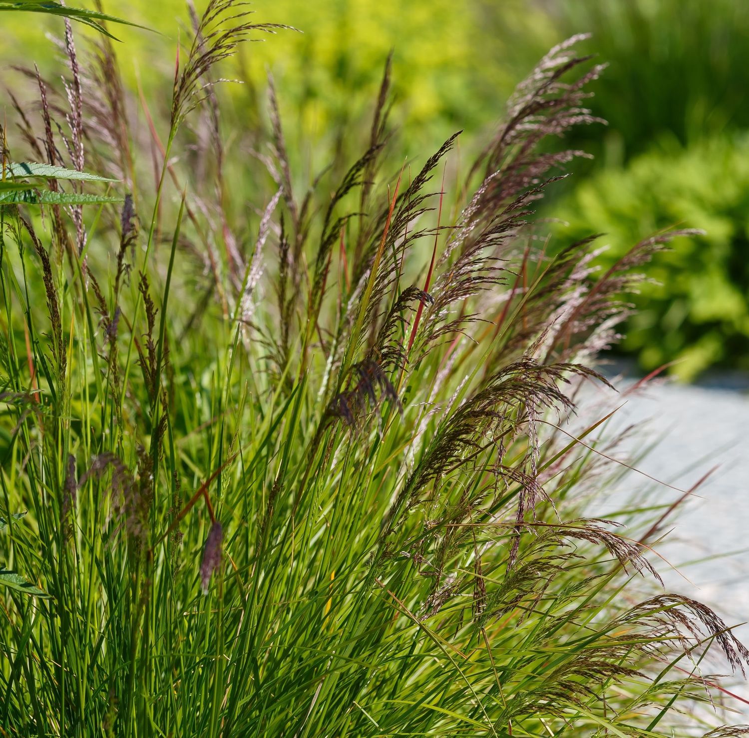 Deschampsia cespitosa 'Pixie Fountain'